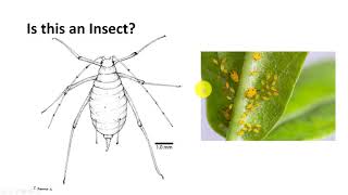 Insect Classification Part 1 [upl. by Einniw]