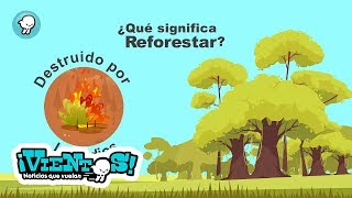 Breves quotQué es la reforestaciónquot [upl. by Ocirederf]