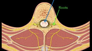 Spinal nerves [upl. by Neerbas]