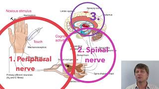 Ibuprofen indomethacin and naproxen NSAIDs COX 1 and 2 inhibitors [upl. by Kevan]