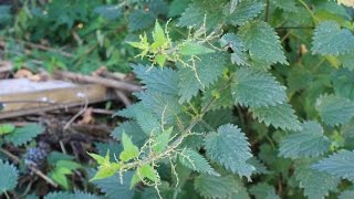 Common Stinging Nettle Identification edited  see description [upl. by Nnyrat]