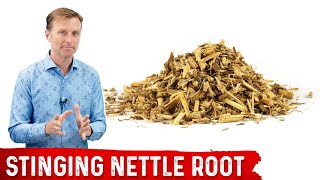 5 Benefits of Stinging Nettle Root [upl. by Puttergill172]