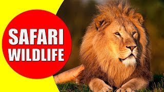 AFRICAN SAFARI WILDLIFE  Safari Visit for African Animals Documentary [upl. by Adnauqal705]