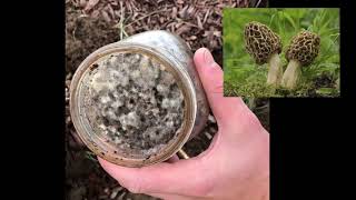 Inoculating Morchella Spawn Outdoors Morel Mushroom Experiment 2020 Mycology video [upl. by Ettie]