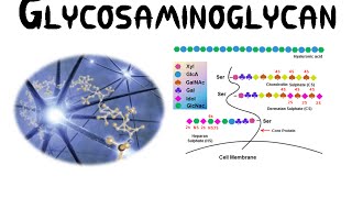 Glycosaminoglycans GAGs [upl. by Enale]