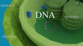 Chloroplast Structure and Function  Chlorophyll  Biology 3D Course  NEET 2021 [upl. by Tekcirk816]