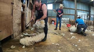 New Zealand style woolshed in Scotland sheep shearing demonstration [upl. by Kenweigh]