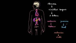 Introduction au système endocrinien [upl. by Keeryt]