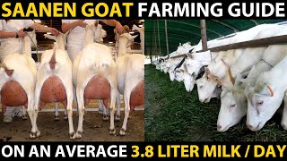 SAANEN GOAT BREED  Saanen Goat Farming Guide  Highest Milk Producing Goat Breed  Best Dairy Goat [upl. by Kosiur784]