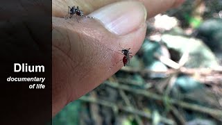 Asian tiger mosquito Aedes albopictus [upl. by Eberhart119]