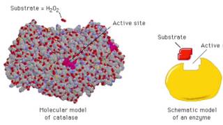 The Enzyme Catalase and How It Works [upl. by Teirrah]