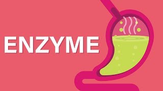 What are Enzymes [upl. by Nessi317]