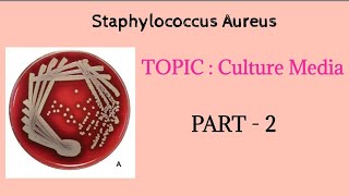 Staphylococcus aureus  Culture media  Part 2  Microbiology bdslectures [upl. by Leimaj963]