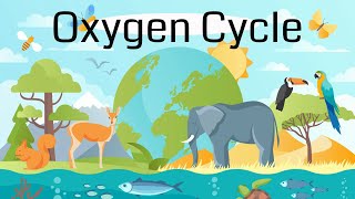 The Oxygen Cycle Explained [upl. by Worra329]