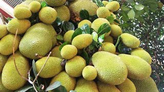 Jackfruit Agriculture  Jackfruit Farming  Cultivation of Jackfruit  Production of Jackfruit [upl. by Nashom]