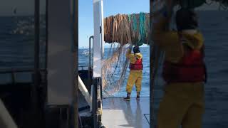 B Season Trawling for Pollock Gulf of Alaska [upl. by Akinod]