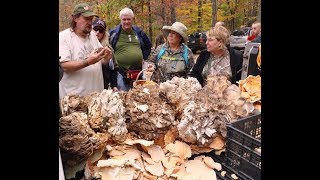 Feel SAFE Foraging and Eating Chicken of the Woods Mushrooms Laetiporus with Chris Matherly [upl. by Edette]