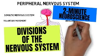 2Minute Neuroscience Divisions of the Nervous System [upl. by Tod]