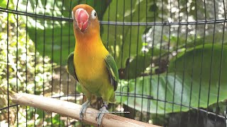 Lovebird Singing and Chirping Sounds  Green Fischer [upl. by Stacy501]