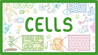 GCSE Biology  Cell Types and Cell Structure 2 [upl. by Ohare]