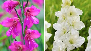 How to Plant Gladioli Summer Garden Guide [upl. by Bowra983]