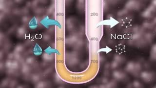 Urine Formation [upl. by Walli]