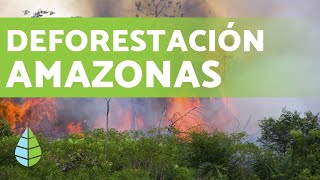 DEFORESTACIÓN DEL AMAZONAS en 2019 [upl. by Nnylkcaj]