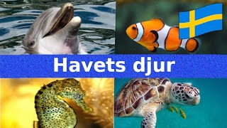 Havets Djur  Namn och Läten  Svenska  För Barn [upl. by Dray]