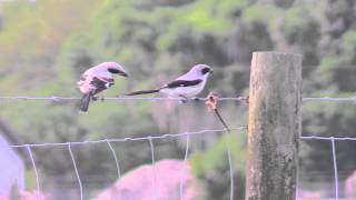 Loggerhead Shrikes [upl. by Coretta]