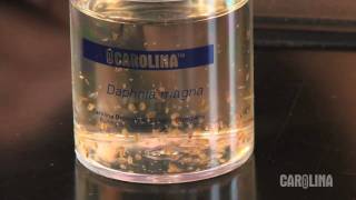 How to Care for Daphnia [upl. by Katharyn]