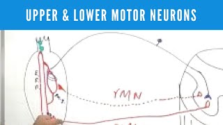 Upper and Lower Motor Neuron Lesions [upl. by Su857]