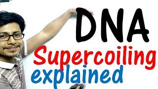 DNA supercoiling explained [upl. by Nickola]