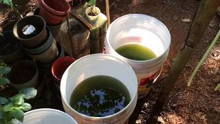 How to grow Green Water Algae [upl. by Serrano]