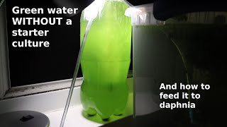 Green Water WITHOUT a Starter Culture  From Scratch  How To [upl. by Yetak]