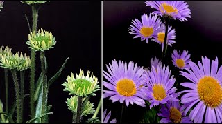 Growing purple aster flowers time lapse  indoor gardening [upl. by Niriam]