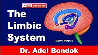 The Limbic System Dr Adel Bondok Making Anatomy Easy [upl. by Nolak]