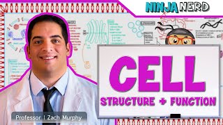 Cell Biology  Cell Structure amp Function [upl. by Aihsyn840]