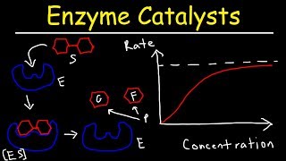 Enzymes  Catalysts [upl. by Eilyw]