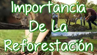 Importancia De La Reforestación Para Los Seres Vivos Y El Ambiente [upl. by Ariamoy]