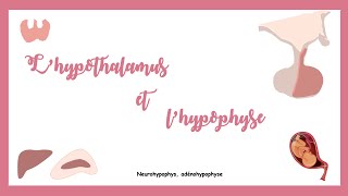 Lhypothalamus et lhypophyse Système endocrine [upl. by Atig]