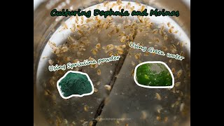 How To Culture Daphnia and Moinas using Green Water Spirulina powder [upl. by Ardied306]