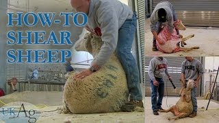 How to shear sheep  blow by blow [upl. by Laurent]