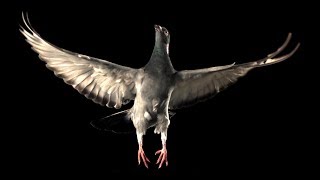 Slow Motion Pigeon Flight  BBC Earth [upl. by Ericha159]