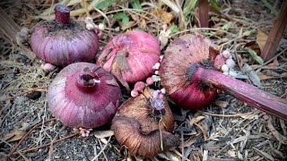 Overwintering Gladiola Bulbs [upl. by Eibber]