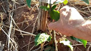 Cultivo do MARACUJÁ Cuidados e condução da planta [upl. by Nnaharas]