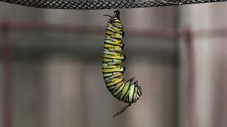 Monarch Caterpillar Changes to a Chrysalis [upl. by Ynohta]