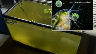 Raising Daphnia for the Freshwater Aquarium [upl. by Attener]