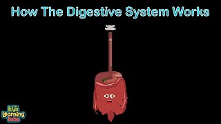 Human Body How the Digestive System Works [upl. by Vergil]