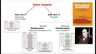 4 Classification of insects [upl. by Nichani]