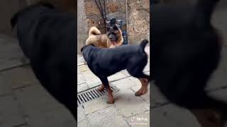 american akita attacks rottwelier real fight [upl. by Pirri]